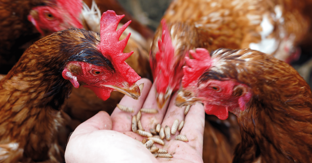 黑水虻蛋白作為養殖飼料